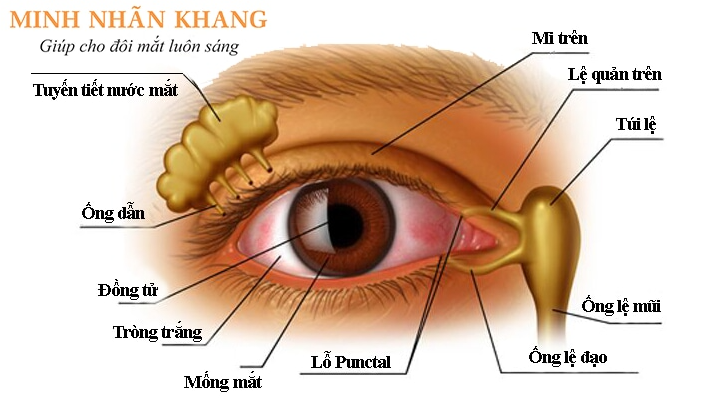 Mắt khô có thể là do tuyến lệ giảm bài tiết nước mắt