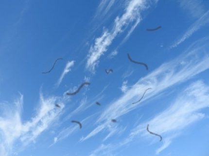 Ruồi bay trước mắt sau trị đục bao sau